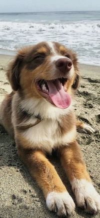 It reminds me if me aunt and uncle's dog Kona. #aunt #australian #Dog # #Hund