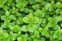 Plantas que curam | Hortelã Esta planta se adapta muito bem a diversas situações, podendo tranquilamente ser cultivada em um vaso dentro de casa. É bastante resistente e ainda ajuda a aromatizar o espaço. Analgésica, antisséptica, anti-inflamatória, digestiva, anestésica e expectorante, estão entre as suas principais propriedades medicinais. Confira todos no link. (Foto: Reprodução/Divulgação) #plantas #plants #saúde #casavogue