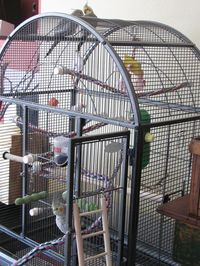 How To Set Up A Bird Cage For A Cockatiel, Parakeet or Parrot