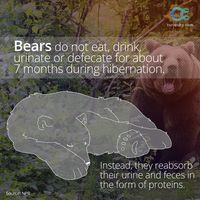 Humans can survive around 20 days without any food. When hibernating, bears go more than 100 days without any food or water, and lose 10%-13% of their total body weight. LEARN MORE: https://curiosity.com/video/the-lowdown-on-bears-and-hibernation-untamed-science/?utm_source=pinterest&utm_medium=social&utm_campaign=12814bearspin