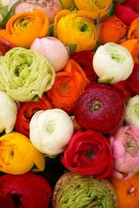 Si belles fleurs ! :-)