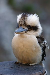 Kookaburra | Laughing Kookaburra Dacelo novaeguineae at Tamb… | Flickr