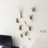 Luchtplantjes in houten kubus