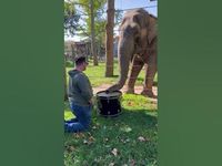 Adorable Elephant Learns to Play the Drums! #Elephants #Shorts - YouTube
