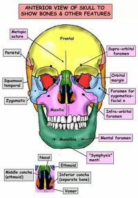 Head and neck anatomy
