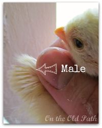 How to tell the gender of a baby chick - a single row on the wing = male --- double row on the wing = female.