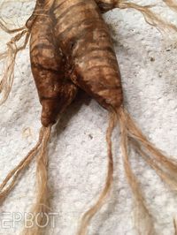 EPBOT: DIY: A Harry Potter-Inspired Mandrake Root Valentine Bouquet!
