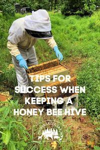 Best Tips For Keeping a Honey Bee Hive - Timber Creek Farm