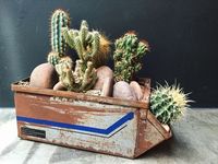 Selecionamos espécies de plantas ideais para quem não tem tempo para cuidar delas. Famosas por serem as mais fáceis de cuidar, as suculentas, de forma geral, exigem um ambiente com bastante luz natural. Mas é só. Quanto à água, elas não só precisam de pouca, mas também aguentam bem eventuais esquecimentos. (Foto: Reprodução)