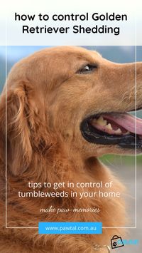 Get in control of tumbleweeds in your home with tips on how to control Golden Retriever shedding and other long haired pets!