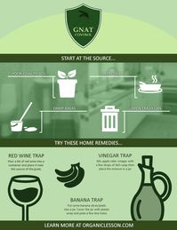 6 Ways to Instantly Get Rid of Fruit Flies & Gnats at Home