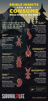 Insect foods