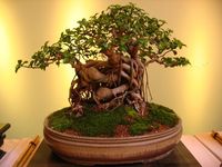 42. Os bonsais são muito bonitos e acrescentam charme à decoração. Foto de Bonsai Tree Gardener #bonsai #bonsaifrutíferas #bonsaiipe