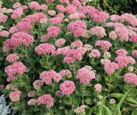 31 fleurs d’automne à planter