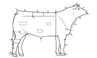 beef cattle parts | Interactive elements Copyright, Jeffrey La Favre. Used with permission