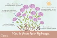 How to Prune Hydrangeas