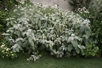 Plectranthus argentatus - Google Search