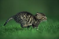 疾走感が凄い! 走る♪走る♪猫さん達の画像集 : 〓 ねこメモ 〓