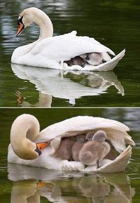 canards et petits.