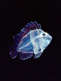 Larval Leaf Scorpionfish Photograph by Chris Newbert, Minden Pictures