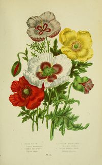 poppy botanical