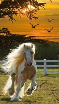 Caballo hermoso