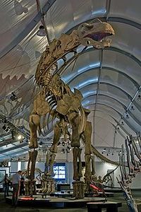 Argentinosaurus is a genus of titanosaur sauropod dinosaur first discovered by Guillermo Heredia in Argentina. The generic name refers to the country in which it was discovered. The dinosaur lived on the then-island continent of South America somewhere between 97 and 94 million years ago, during the Late Cretaceous Epoch.