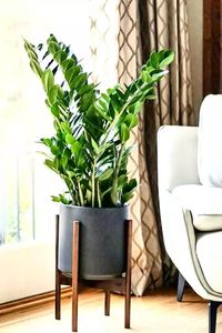 5 plantas que ajudam a umidificar o ar (Foto: Reprodução / Instagram/ @torontoparadiseplants))