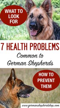 7 Health Problems Common To German Shepherds