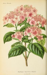Anne 1868 - Revue horticole. - Biodiversity Heritage Library