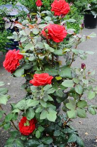 CULTURAL REQUIREMENTS A little advanced preparation goes a long way when it comes to growing healthy roses. Choose a well-drained site in an area of your garden that receives 6 hours or more of sun…