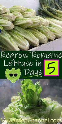 Romaine Lettuce how to grow from scraps in 5 days. (Time-Lapse included) Watch this step by step tutorial and follow the directions to growing food from scraps. Do not throw them away anymore!!! #garden #gardening #gardeningTips