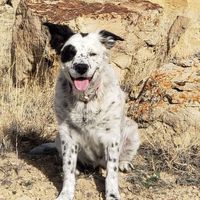 Sadie is all smiles after her hike! #HikingDogs #AustralianShepherd