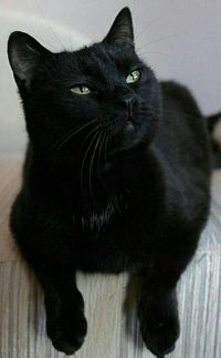 Black cat cross stitch pattern cross stitch pattern black