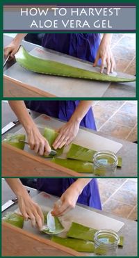 How to extract the gel from an Aloe Vera leaf.