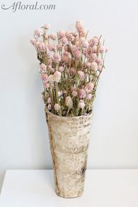 Natural Air Dried Globe Amaranth in Pink 4oz Bundle
