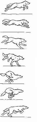 Wolf run cycle: Frame by frame by Dolorr.deviantart.com on @DeviantArt
