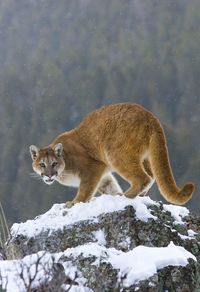 A mountain lion was shot to death...just for being a mountain lion.