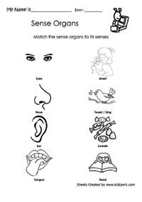 matching worksheet about sense organs pre school activity sheets printable worksheets kindergarten worksheets matching worksheets worksheets