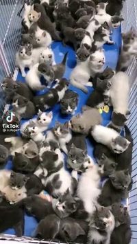 🐱lots of cats🐱follow @ecosenpai❗ 😅The best video about cats. cute dogs and cats together videos | cat videos funny laughing so hard | cat videos funny hilarious | crazy cats videos funny| silly animal videos hilarious | animal videos cutest funny | kitty cat videos funny| talking cats videos funny | funny baby animals videos | funny wild animals videos | funny animal videos can't stop laughing crazy cats |videos funny hilarious awesome#cuteanimals#animalsvideos #funnyvideos#cutevideos#animals