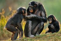 Bonobos - Joshua Hehe - Medium