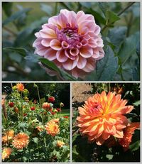 Photos of the flower garden and my favorite dahlias… so bright and colorful and great for cutting!