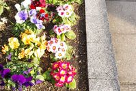 What To Plant With Pansies? (11 Companion Plants)