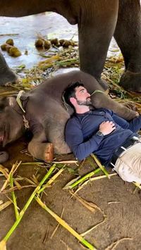 Credit/Source 📸 : instagram.com/andy_malc #baby #animal #elephant #gajah #cute #thailand #animalbaby #babysleep #sleep
