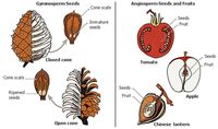 Angiosperms and Gymnosperms