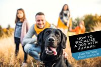 How to Socialize a Dog with Humans: Even the Timid Pooch Can Do It! - TheDogTrainingSecret.com - TheDogTrainingSecret.com