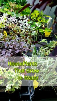 Take a look at 50 house #plants that can grow in water. #houseplants