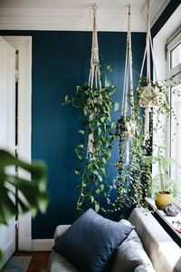 Plantas pendentes fáceis de cuidar Plantas pendentes trazem textura e cor aos ambientes e podem ser posicionadas sobre os móveis e prateleiras ou colocadas em vasos suspensos. (Foto: Divulgação) #plantas #plants #green #decoração #decoration #casavogue