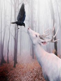 White Deer