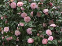 Camellia japonica 'Pink Perfection' winter bloom time
